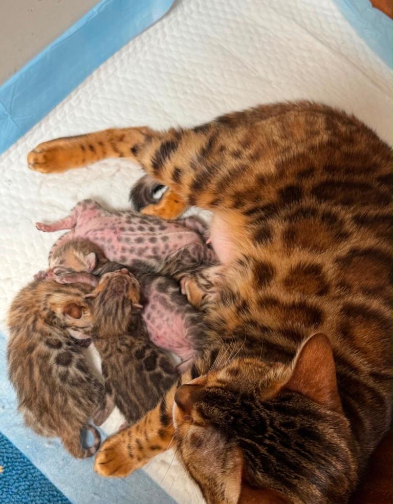 Bengal boy kittens
