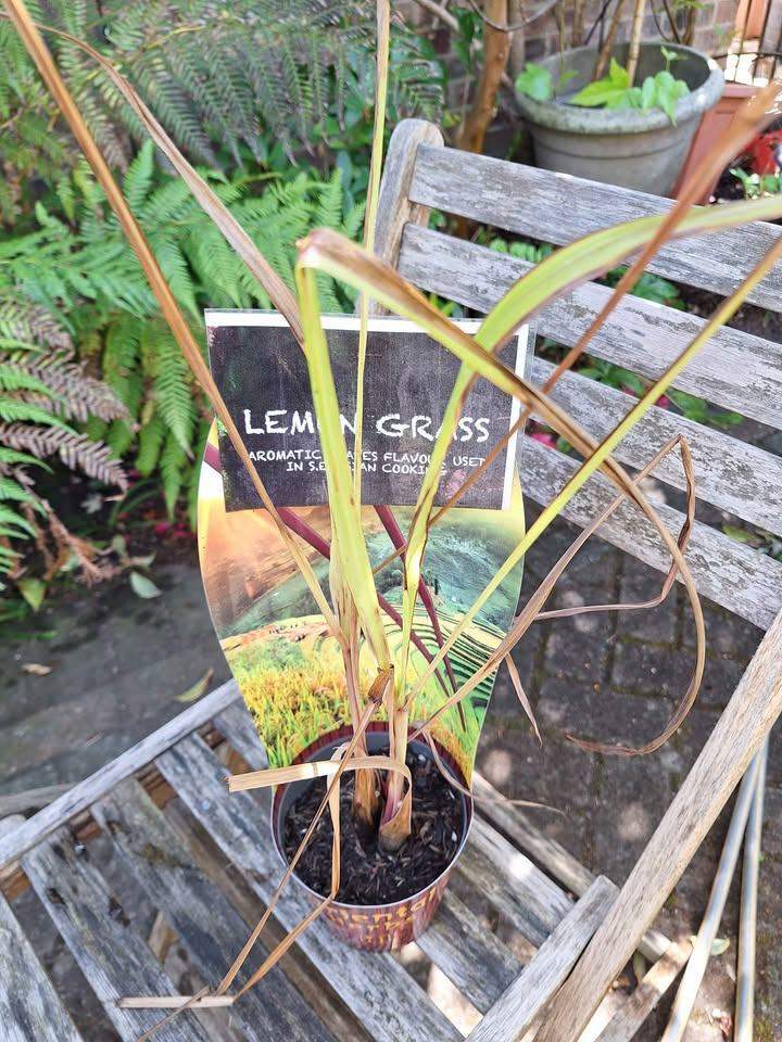 Lemon Grass Plant Exotic Oriental Herb Plant 