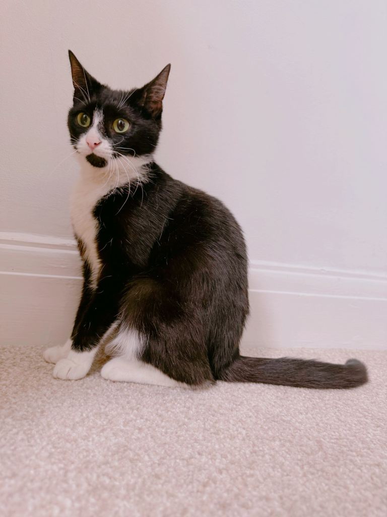 Sushi a 1year old female Tuxedo cat. 