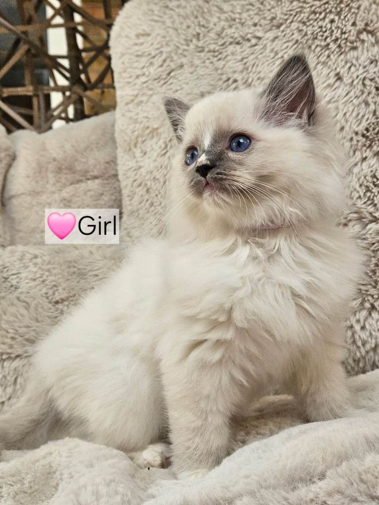 Pure Ragdoll’s kittens available 