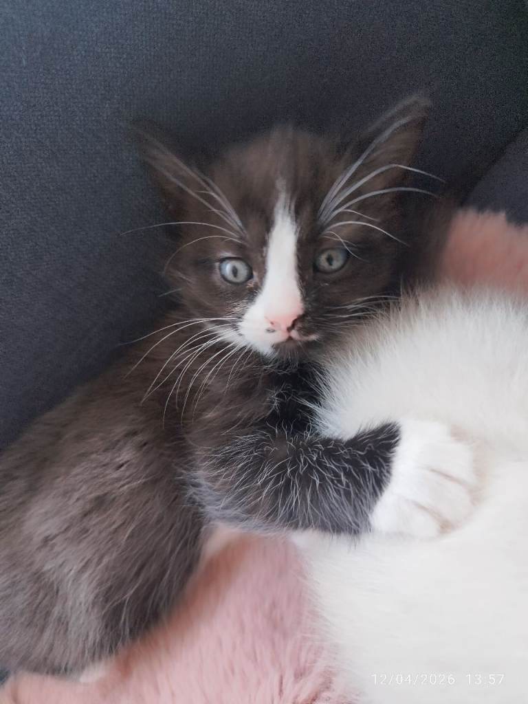 Kittens half Ragdoll