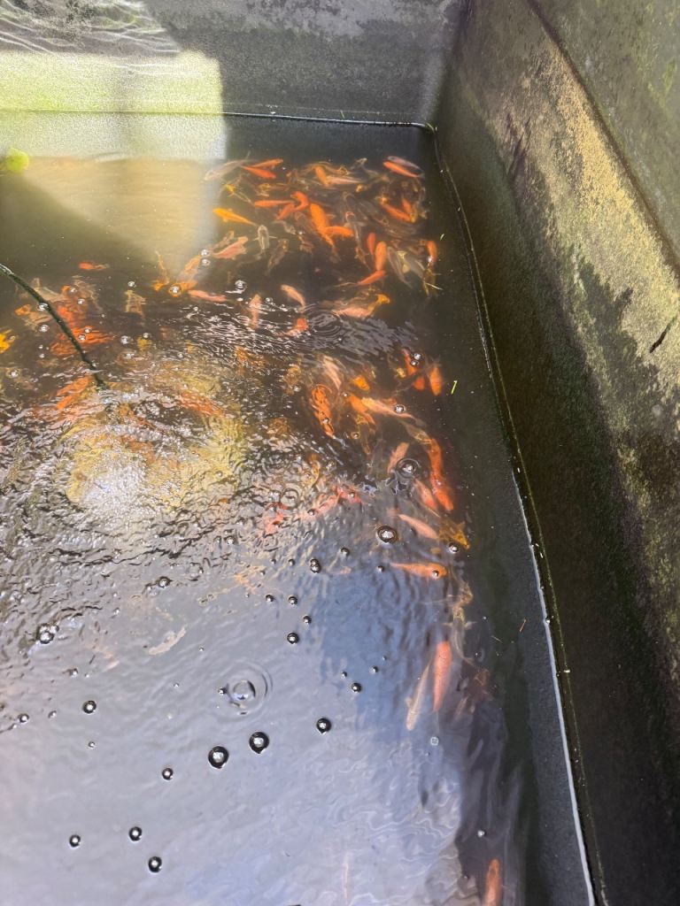 Koi for sale and koi fry vat for sale 