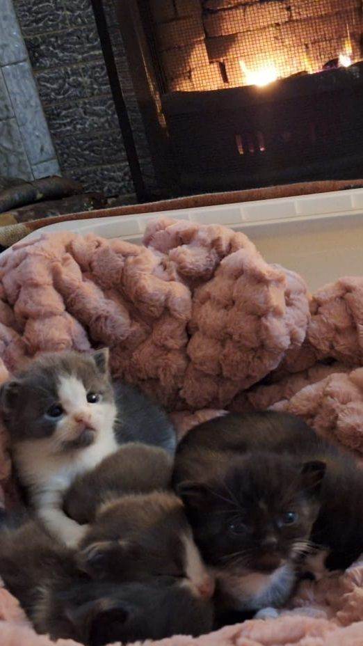 Beautiful Maine Coon x kittens