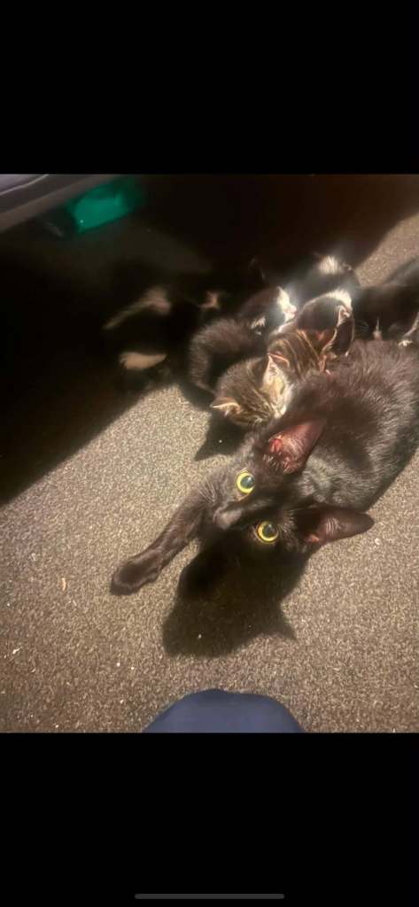 Kittens 