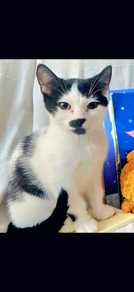 KITTEN FOR SALE 