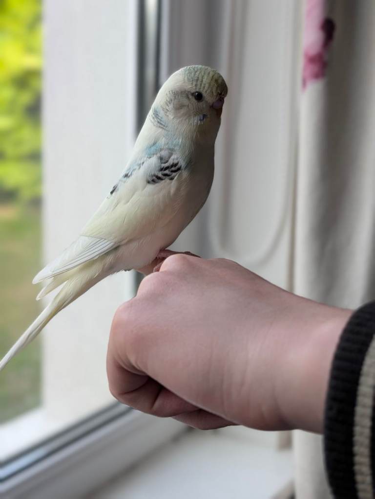 Mostly tame pied budgie