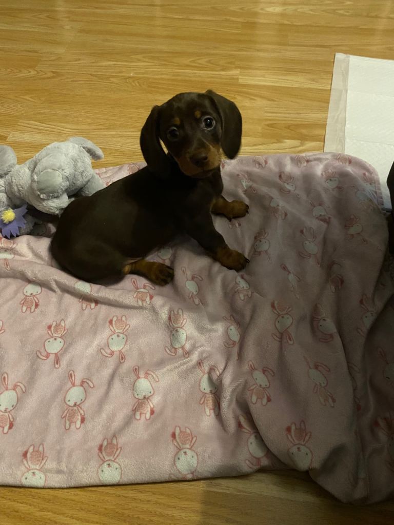Female Choc & Tan Miniature Dachshund Puppy