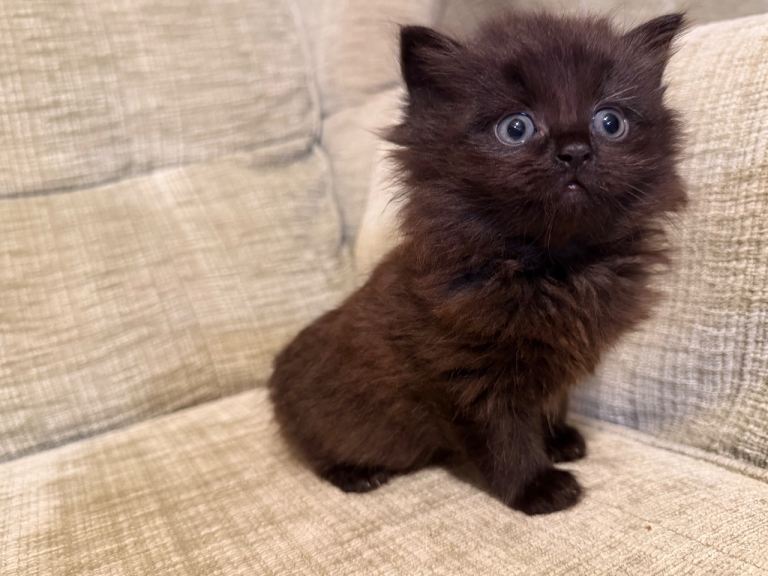 Fluffy Kittens - Nibelung-Like Appearance 