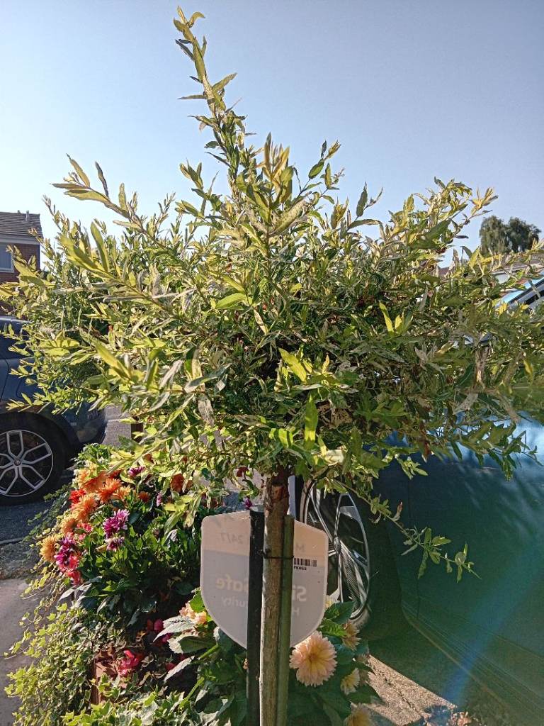 Beautiful Mature Pink Flamingo Willow Tree (Salix integra 'Hakuro-nishiki')