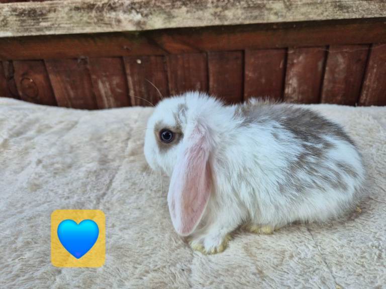 Mini lops ready to leave