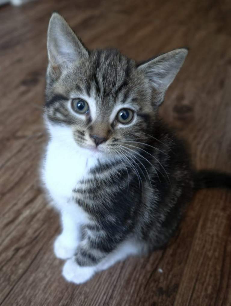 Male kitten