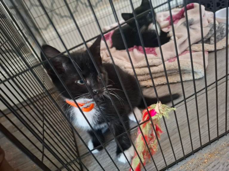 Kittens