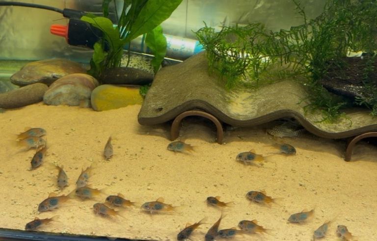 Tropical Fish - Young Corys