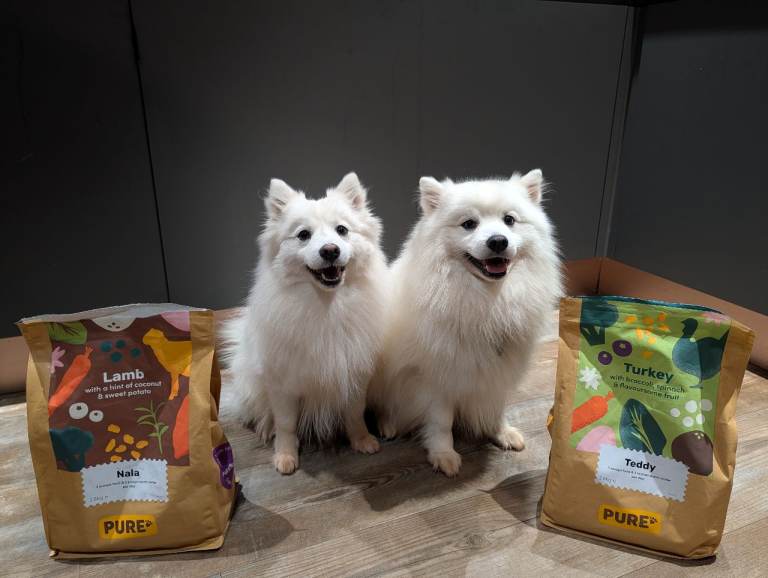 KC registered Japanese spitz puppies 