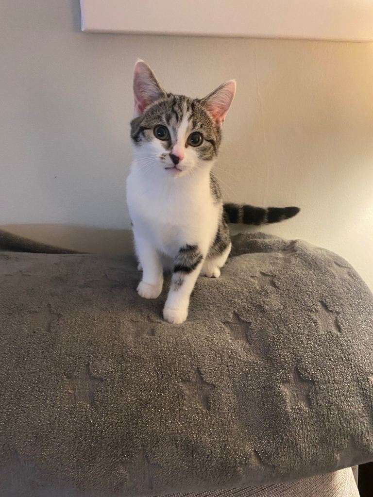 Girl Kitten