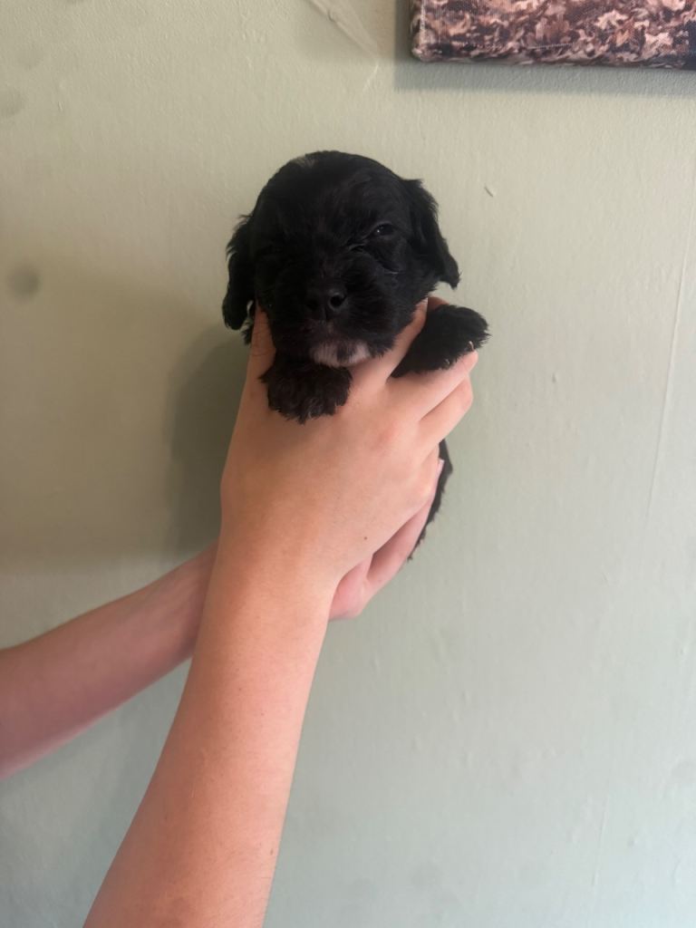 sproodle puppies 