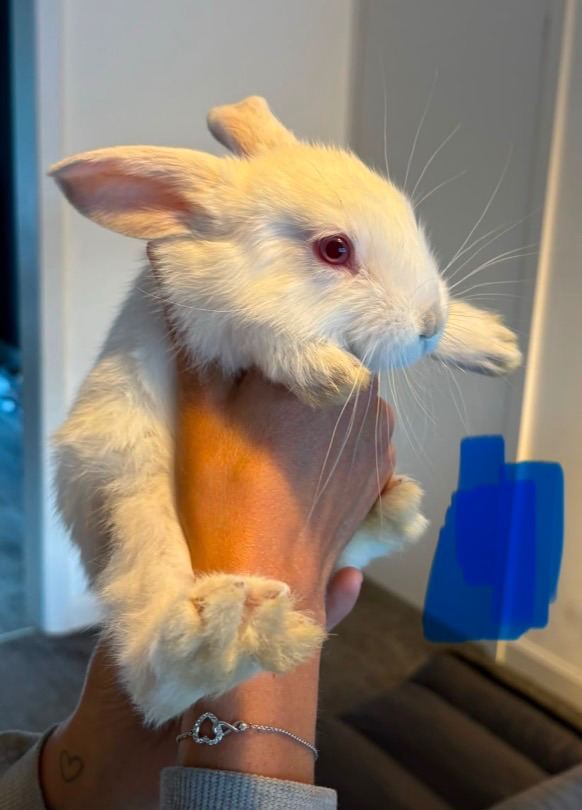 Giant Continental Baby Rabbits 