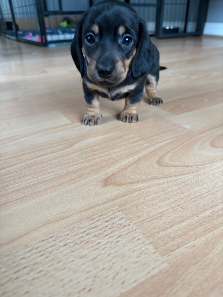 Dachshund puppies 