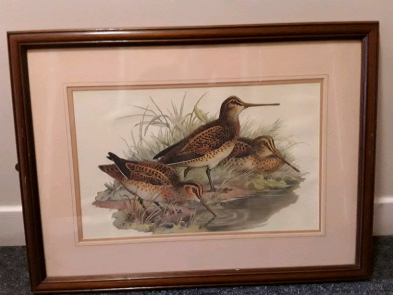 Lge three woodcock picture.