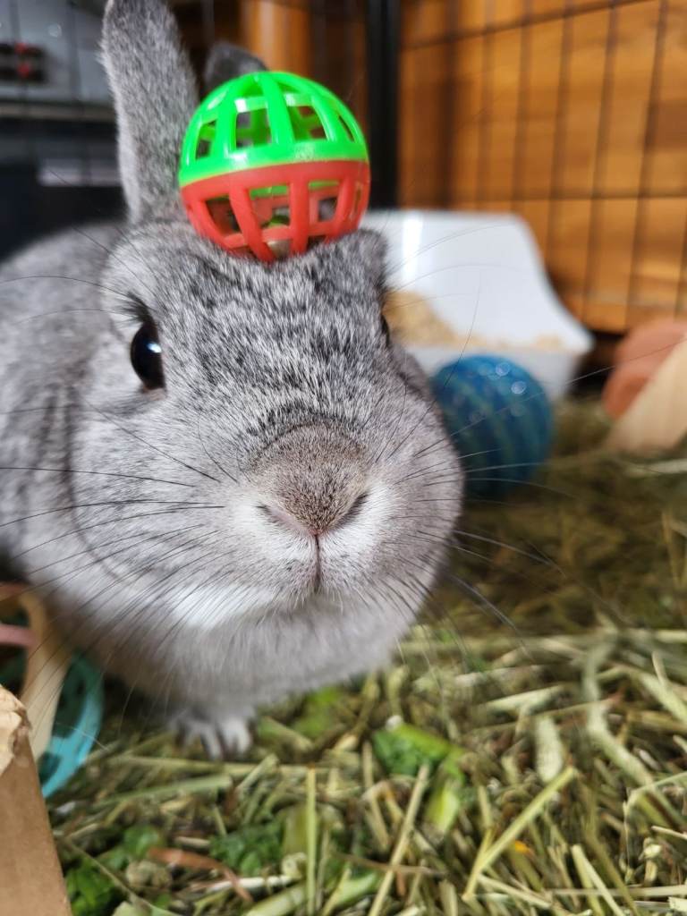 3 years old Netherlands dwarf female 