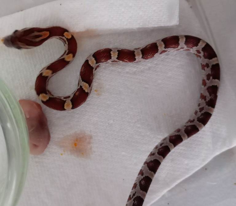 Corn snakes for sale