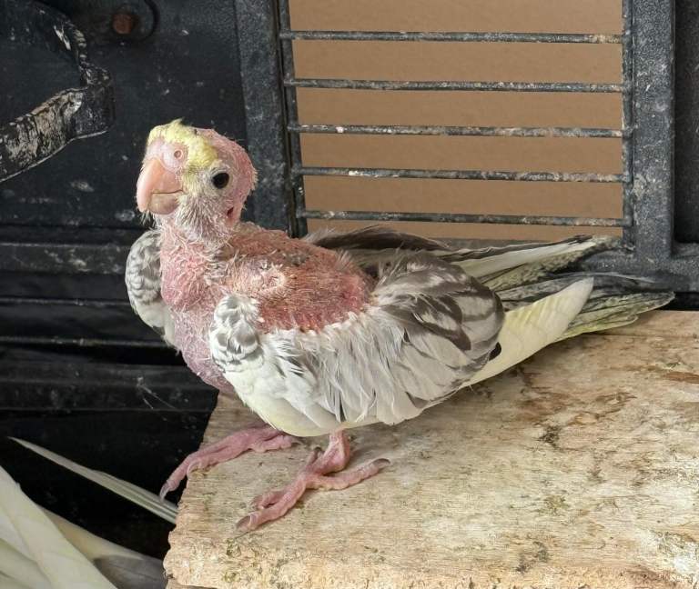Baby Cockatiel for Sale 🐦