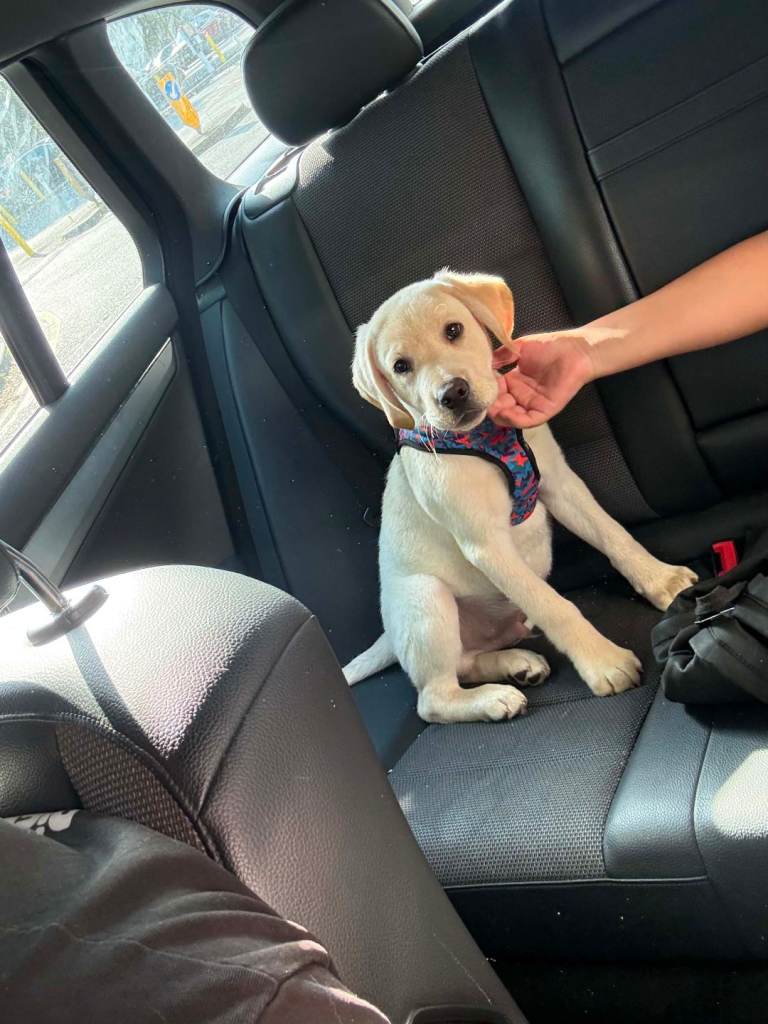 Labrador Retriever