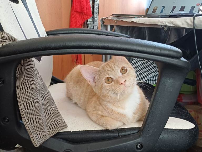 Golden white boy kitten