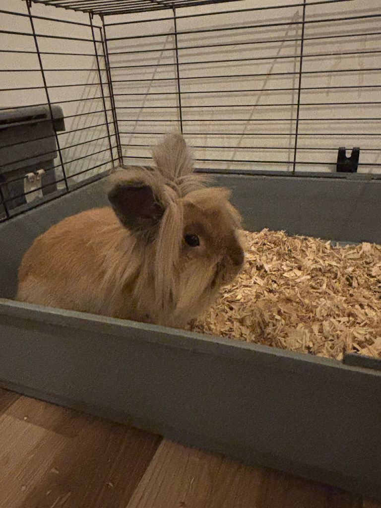 Lionhead Rabbits