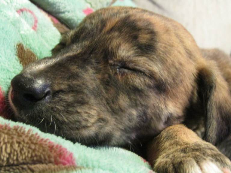 Border collie lurcher