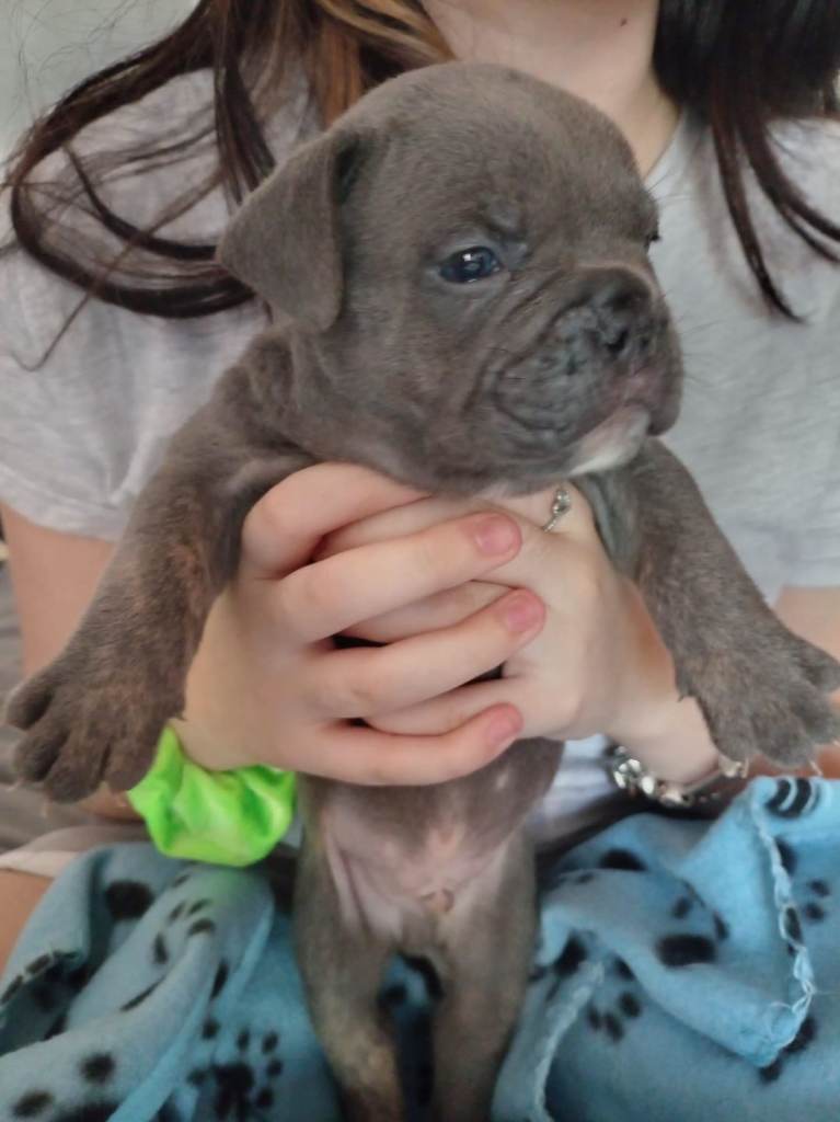 Olde english bulldog/frenchie babies