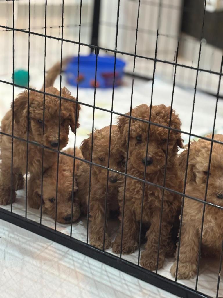Goldendoodel puppies ready for new homes 