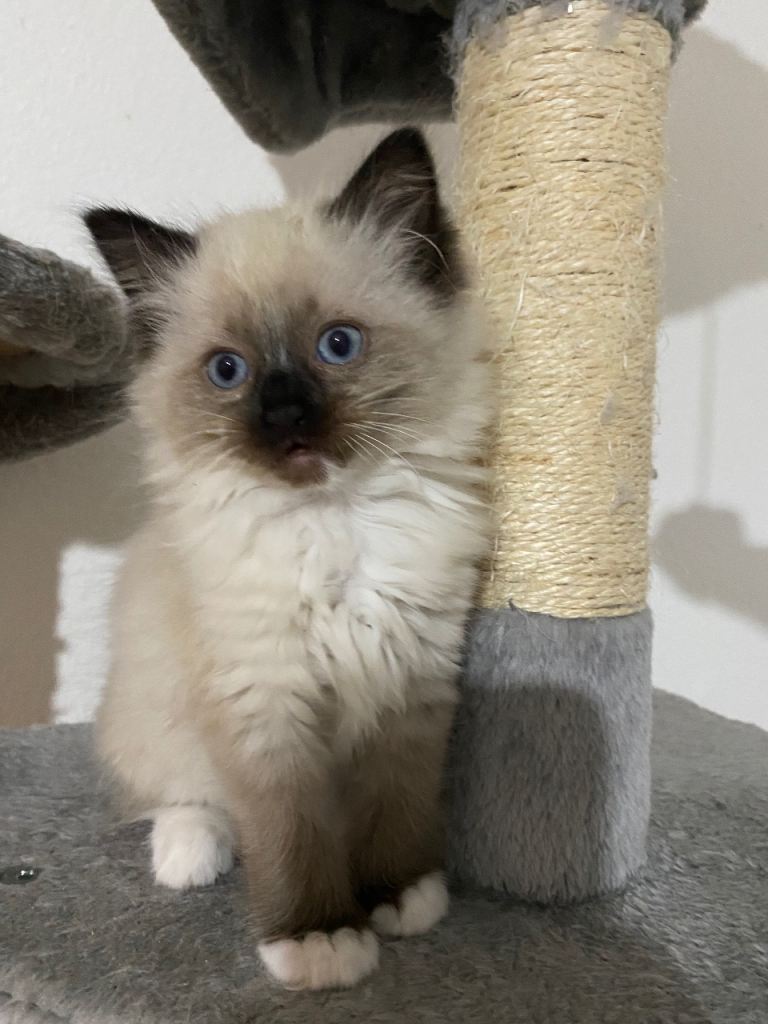 Beautiful Ragdoll Kittens Looking for Forever Homes