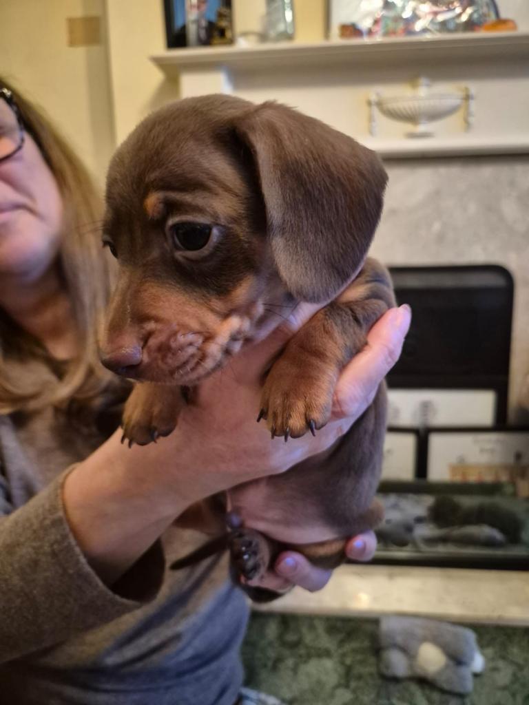 Beautiful miniature dachshund puppies