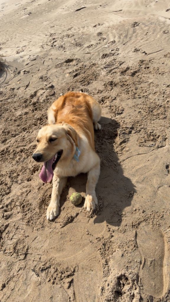 Golden retriever 