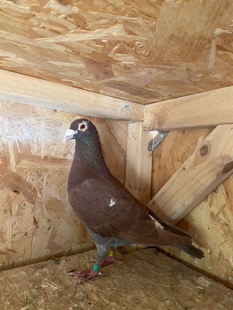 Racing pigeons 