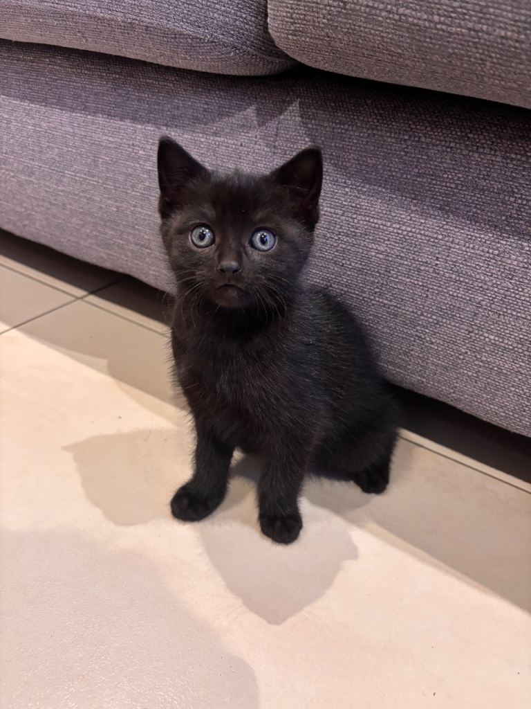Kittens for sale 