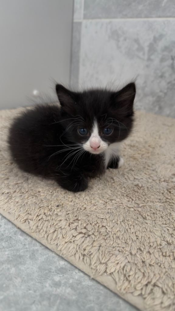 Beautiful kittens for sale 
