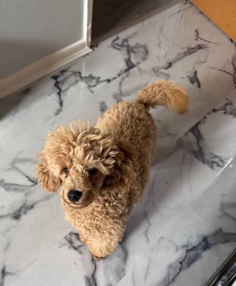 Apricot male toy poodle puppy 