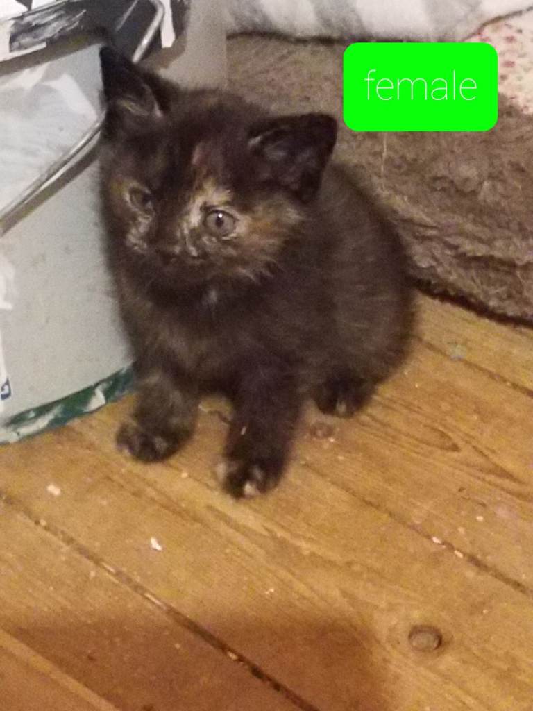 Beautiful rag doll kittens 