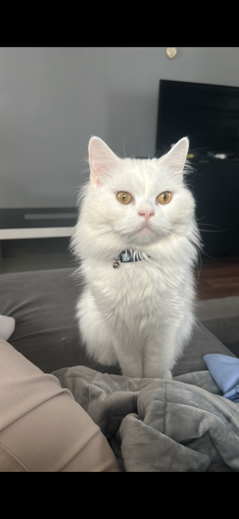 white Persian x British short hair ready to leave asap