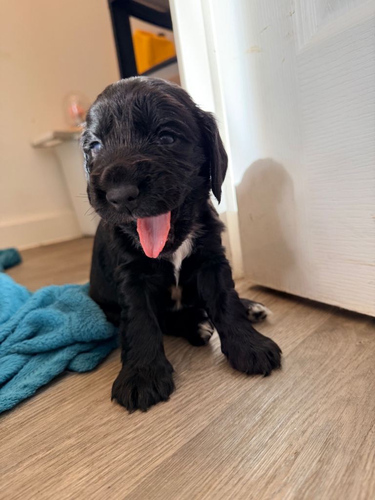 Kc cocker spaniel male puppy