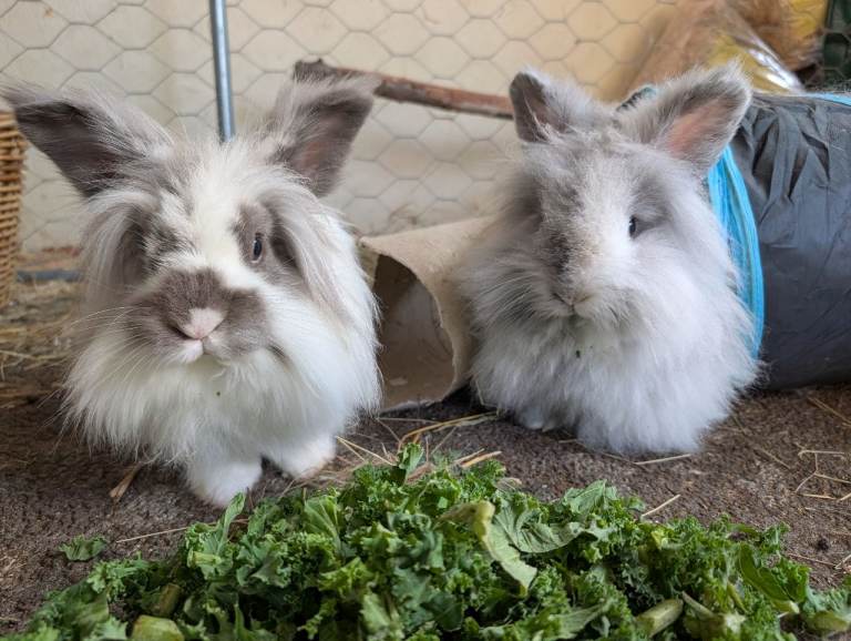 Pair of Bonded Double Mane Lionheads