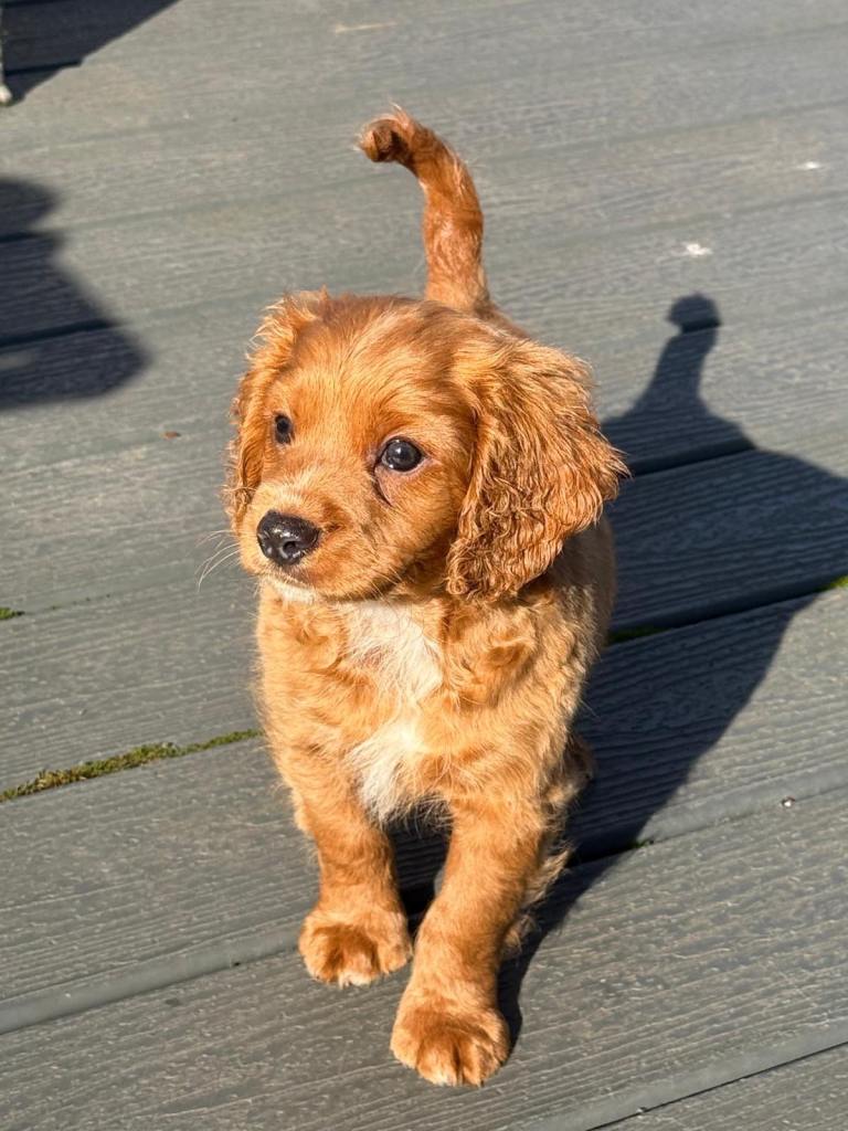 Cavapoo puppies- ready now  