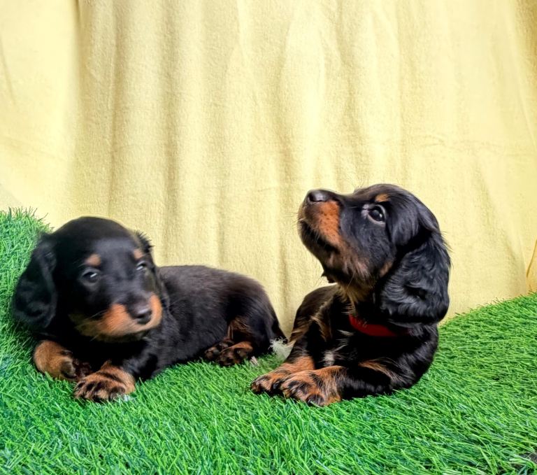 Miniature Daschund 