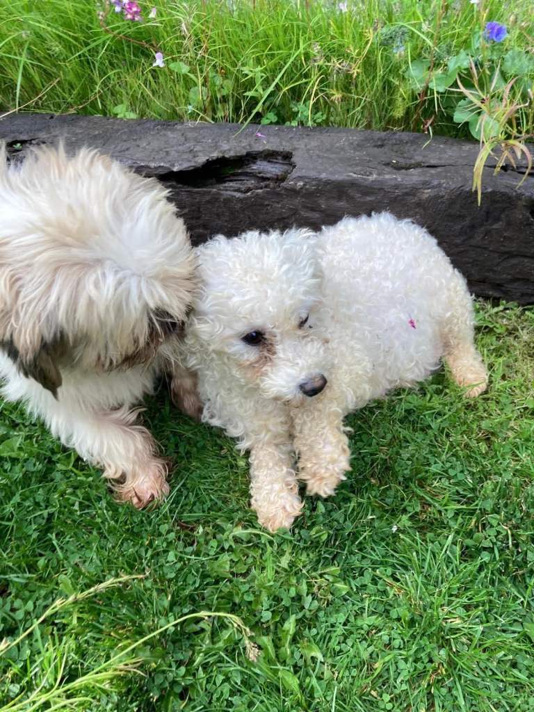 Shihtzu puppies