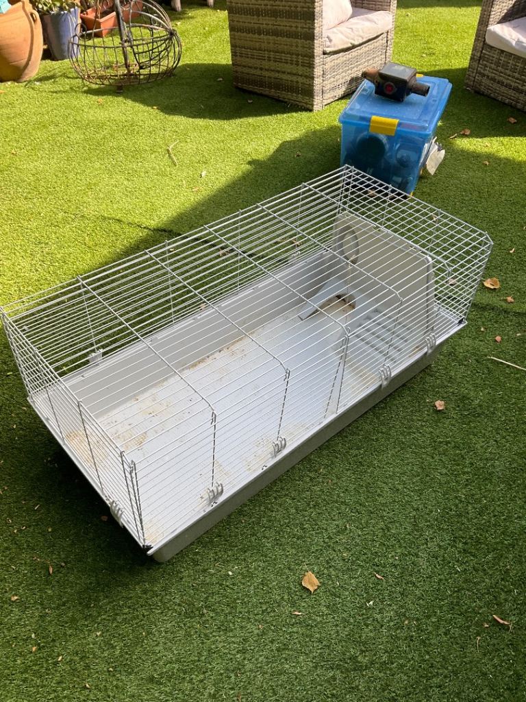 Guinie pigmcage 
