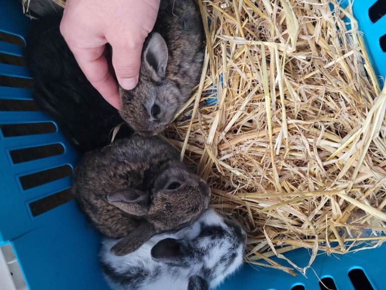 Baby rabbits 