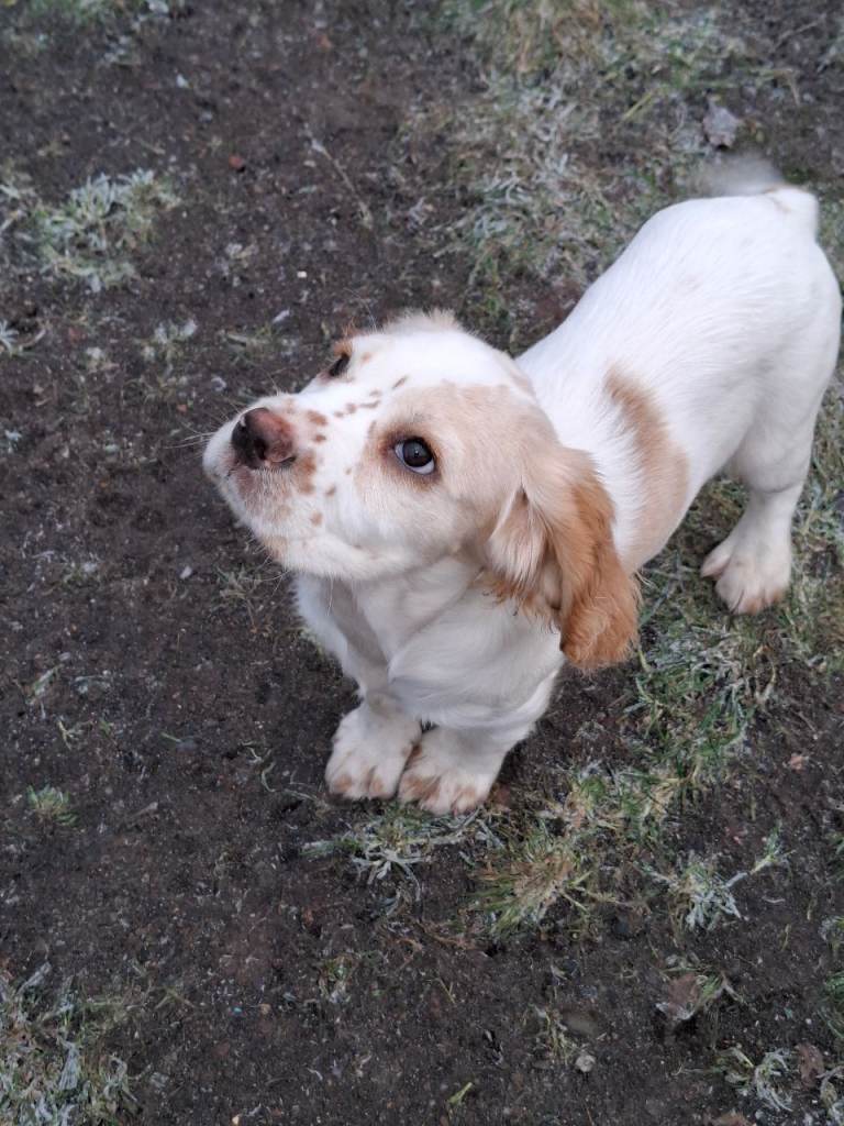 Sprocker Puppies (Springer X Cocker)