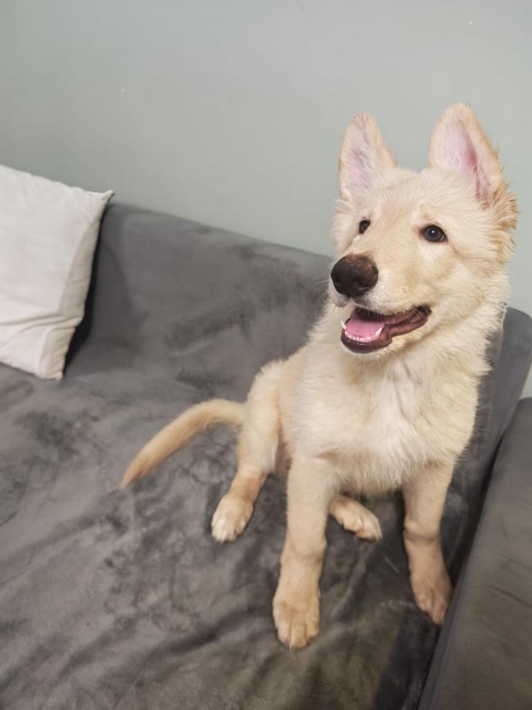 German shepherd puppies